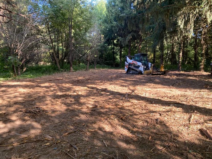 Cleared forest area with a skid steer loader amid trees and foliage.