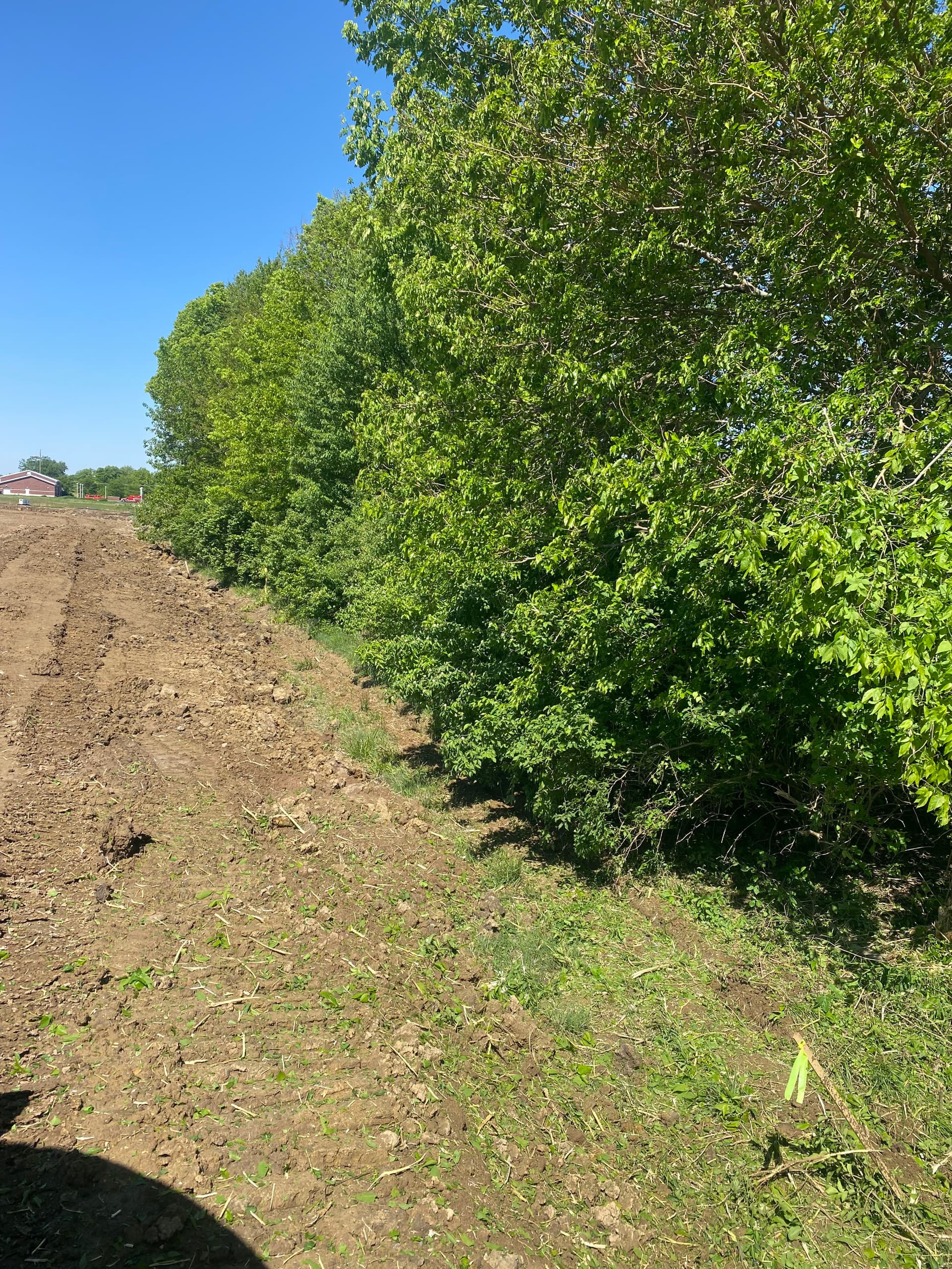 Gallery photos for Clearing 100,000 Sq Ft of Trees for a New Development: Image #1